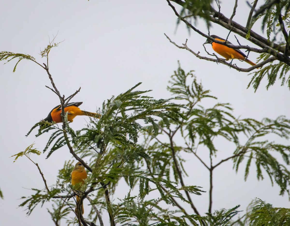 Baltimore Oriole - ML644016862