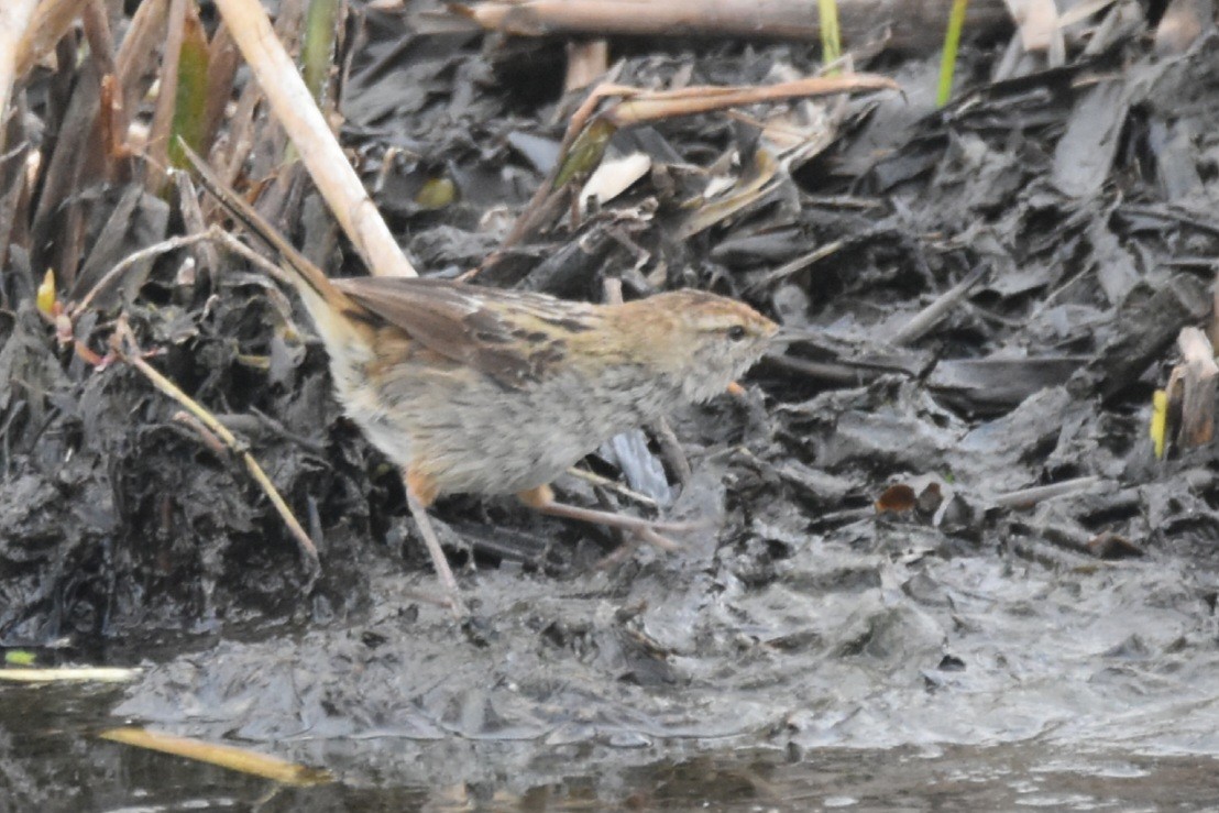 Little Grassbird - ML644016899