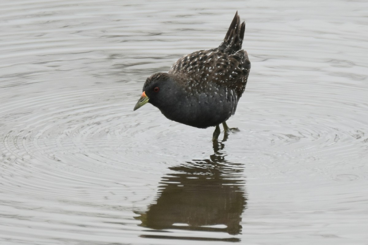 ミナミヒメクイナ - ML644016904