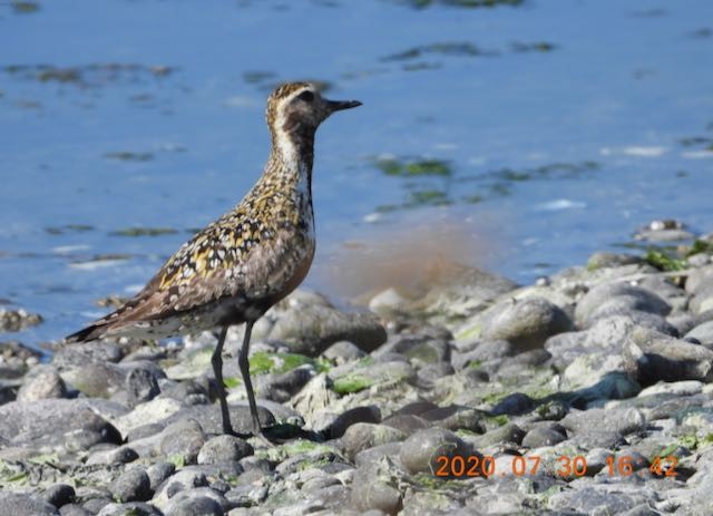 Pacific Golden-Plover - ML644016905