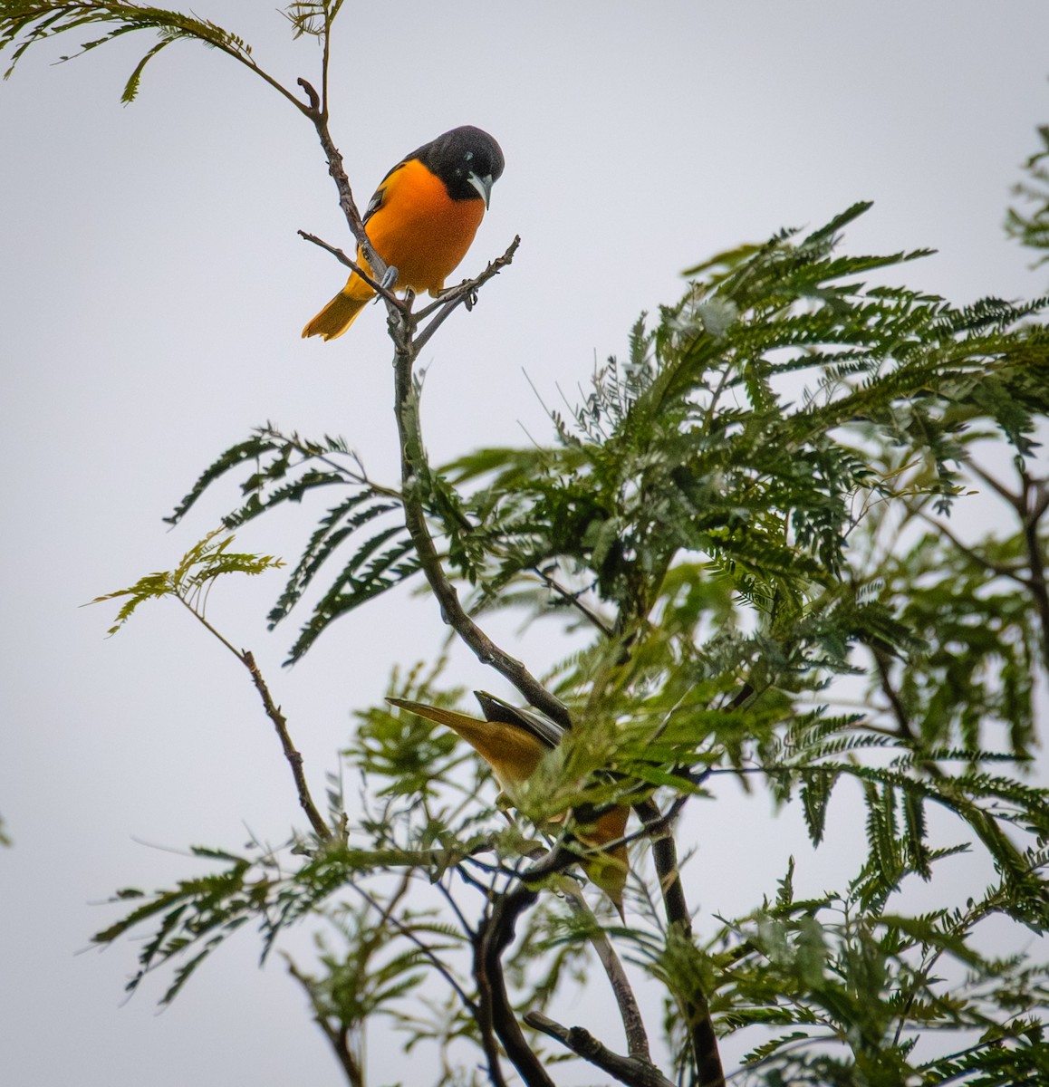 Baltimore Oriole - ML644016910