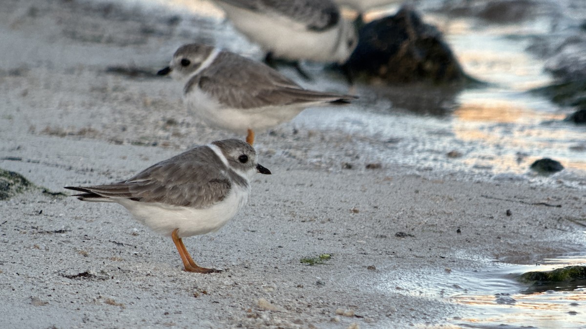 Piping Plover - ML644016911