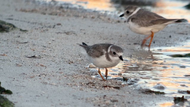 Piping Plover - ML644016912