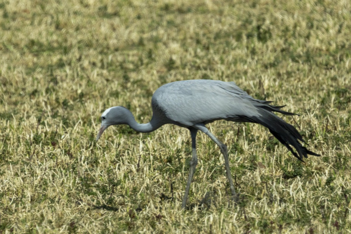 Blue Crane - ML644016931