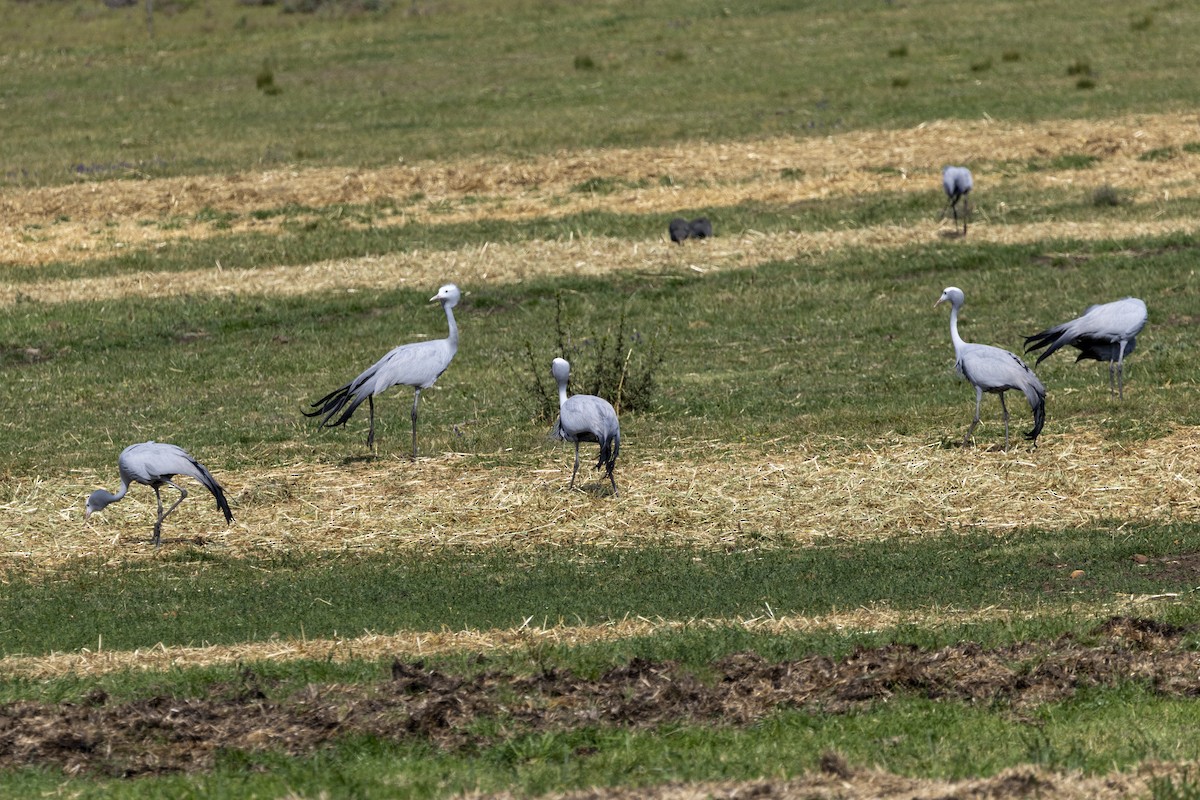 Blue Crane - ML644016932