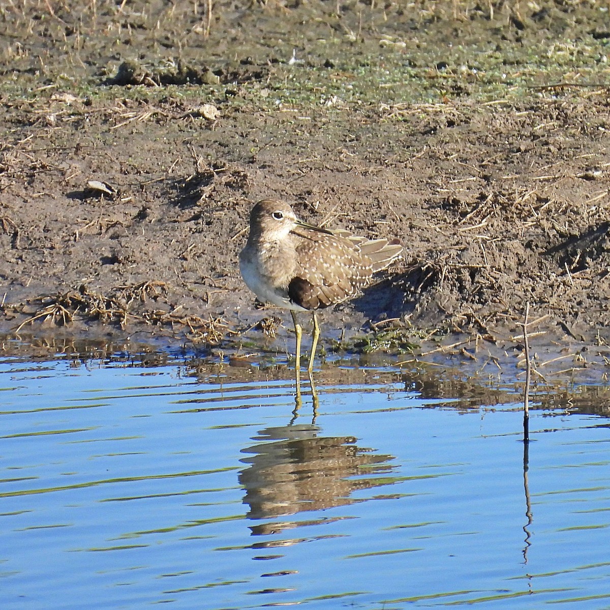 Solitary Sandpiper - ML644016974