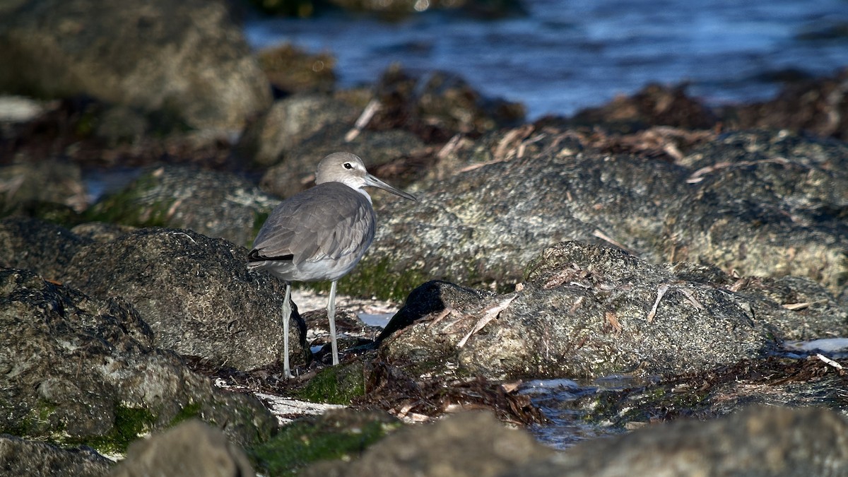 willetsnipe (inornata) - ML644017009