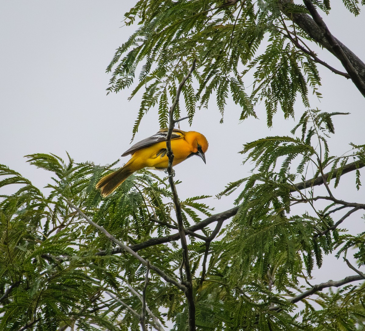 Streak-backed Oriole - ML644017010