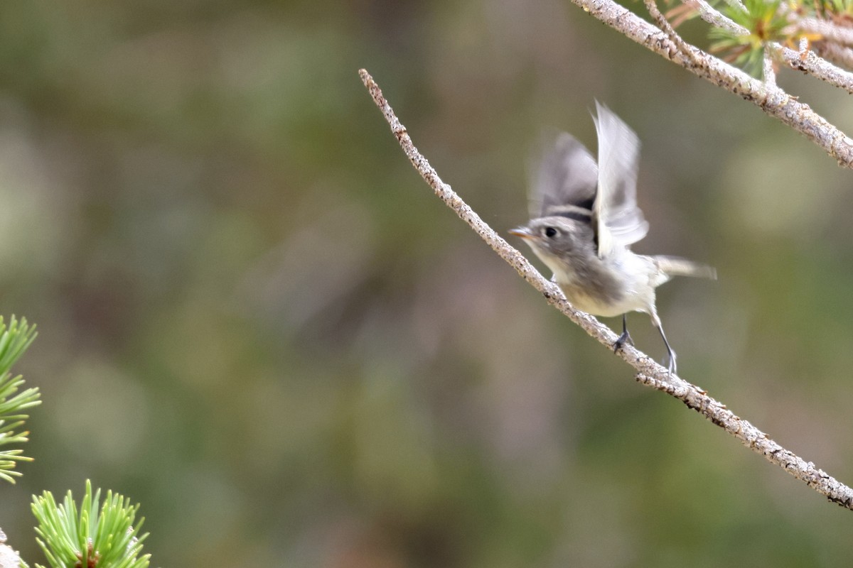 Dusky Flycatcher - ML644017031