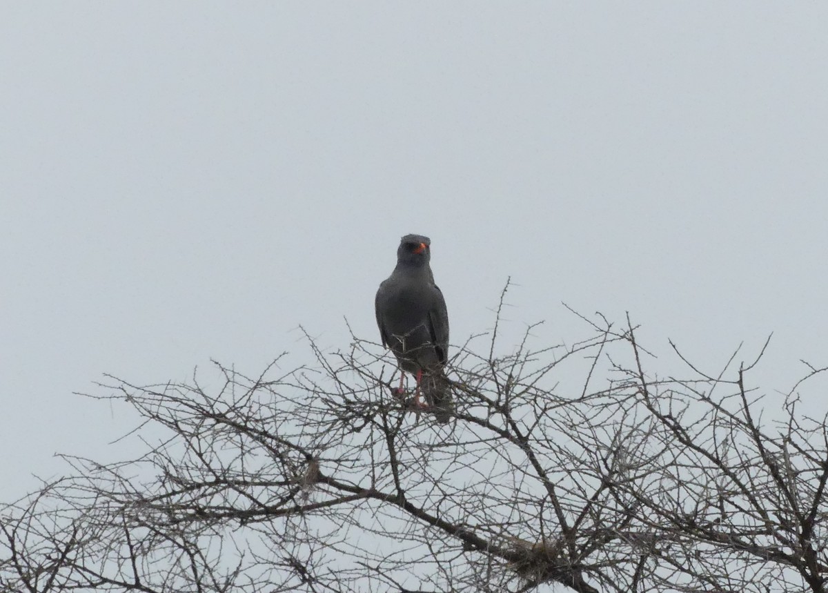 Dark Chanting-Goshawk - ML644017041