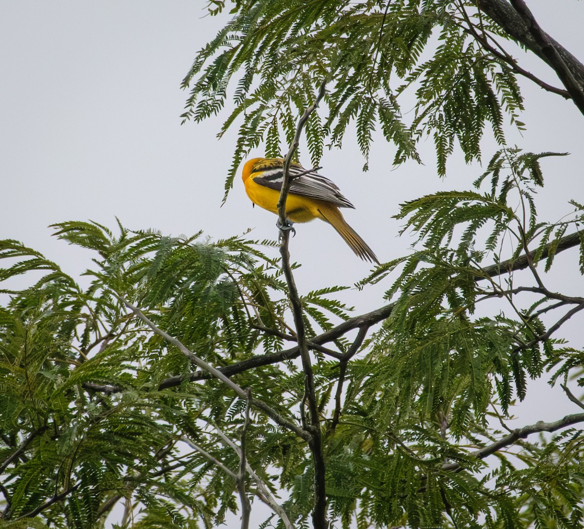 Streak-backed Oriole - ML644017045