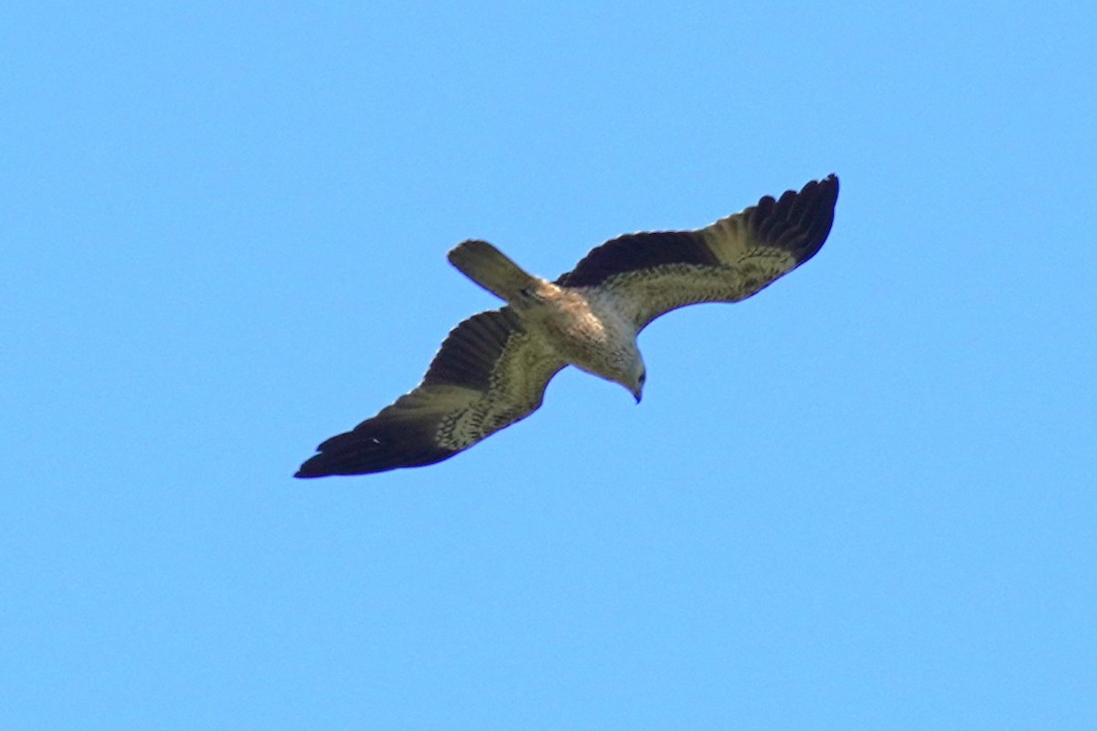 Whistling Kite - ML644017063