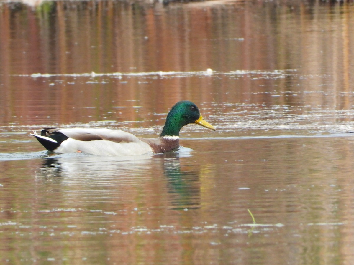 Canard colvert - ML644017066
