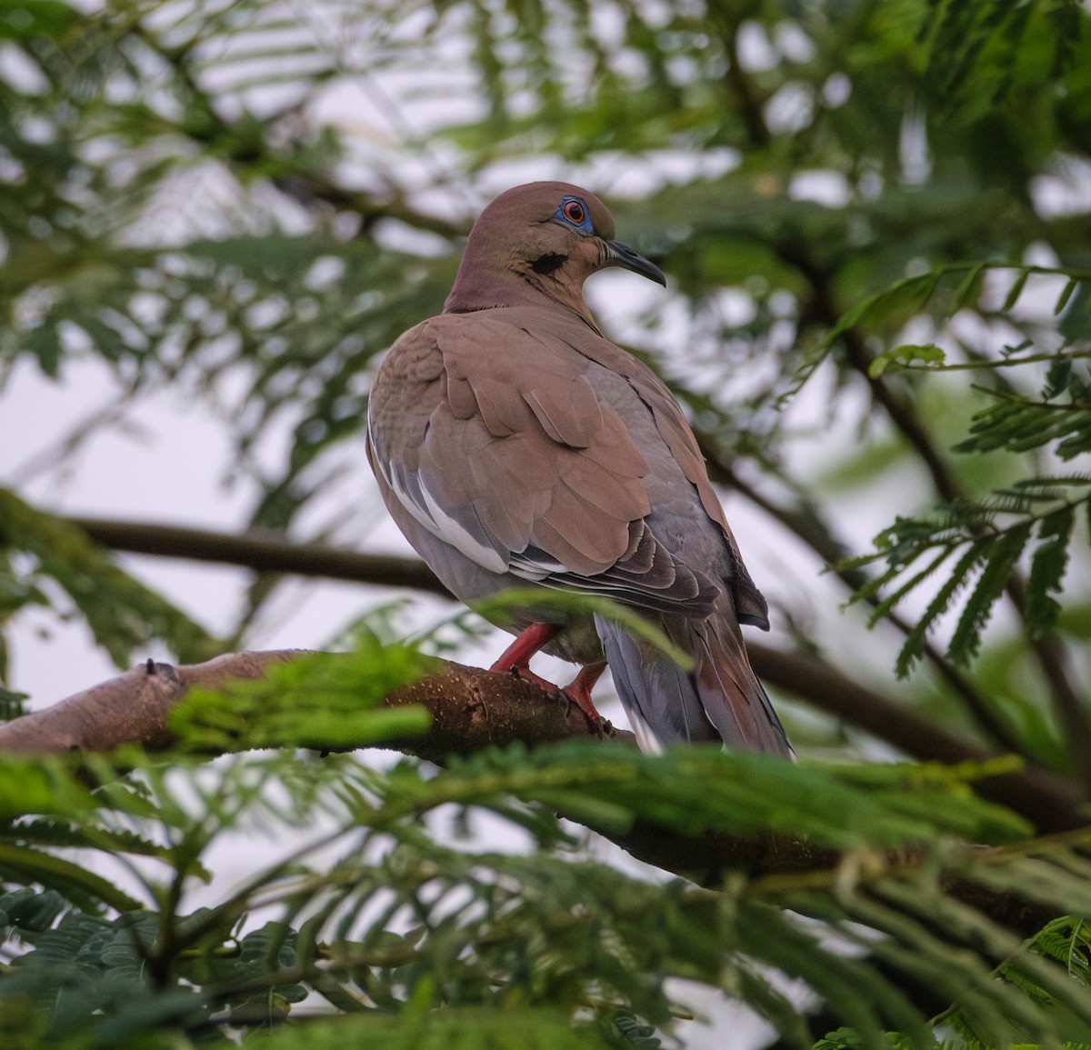 White-winged Dove - ML644017069