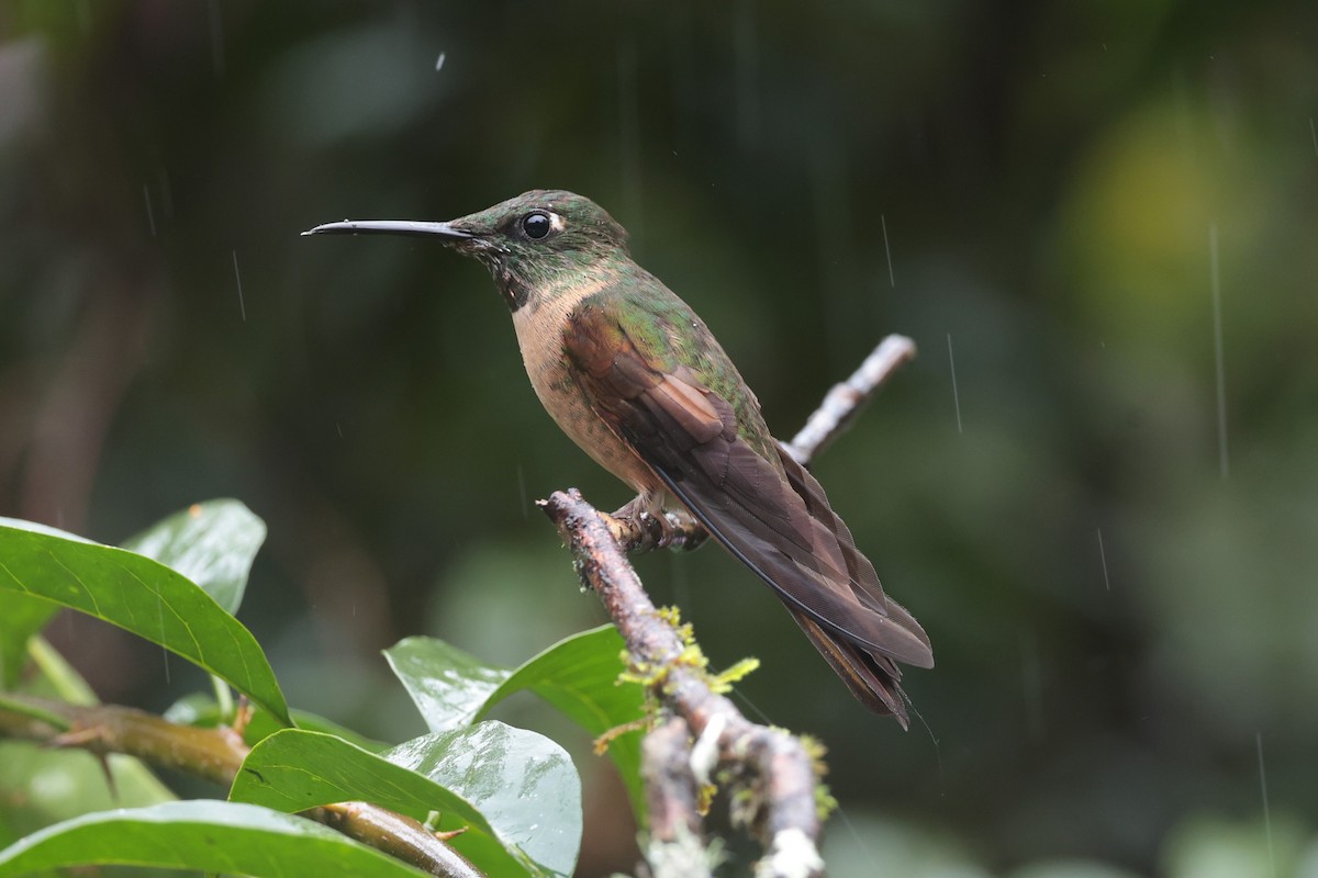 Fawn-breasted Brilliant - ML644017124