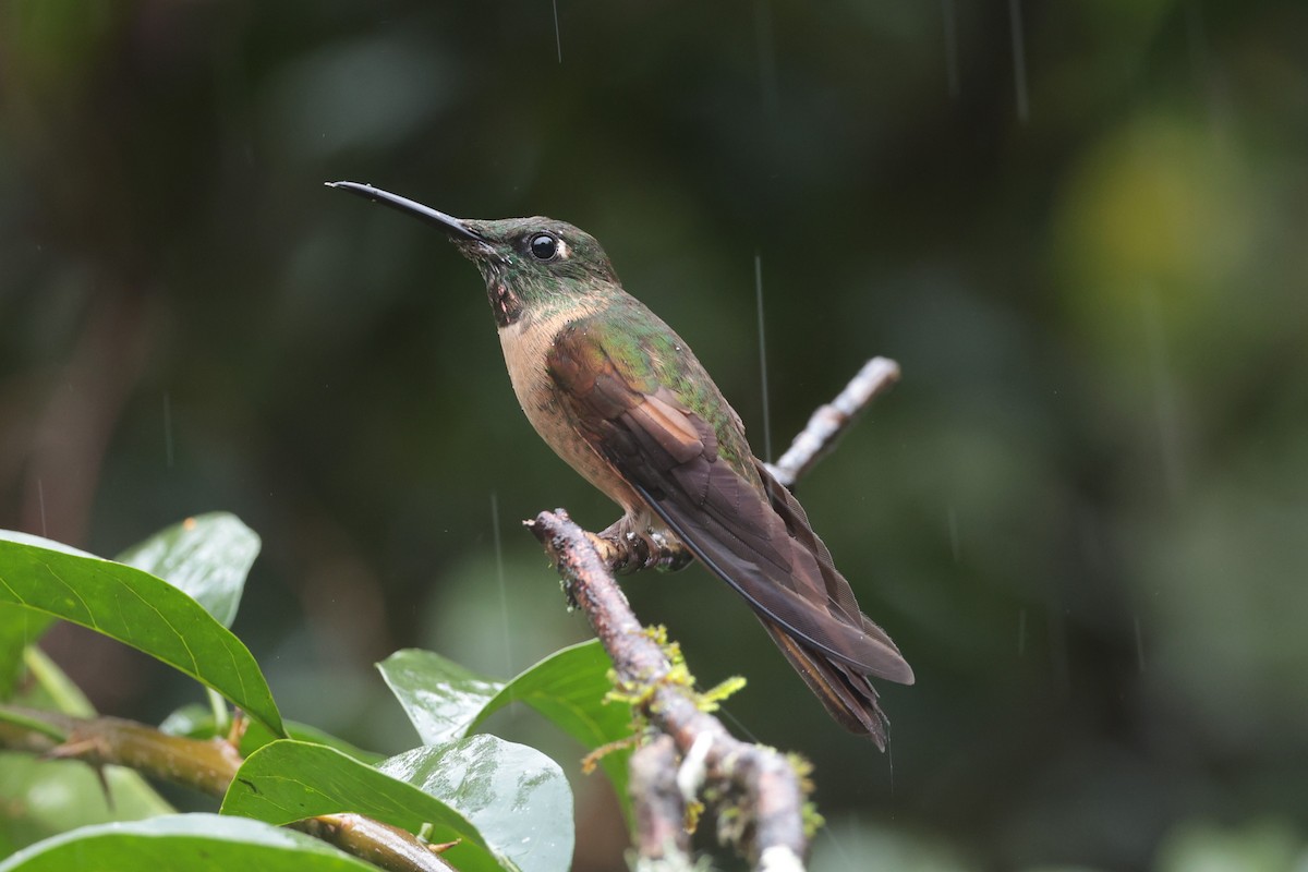 Fawn-breasted Brilliant - ML644017125