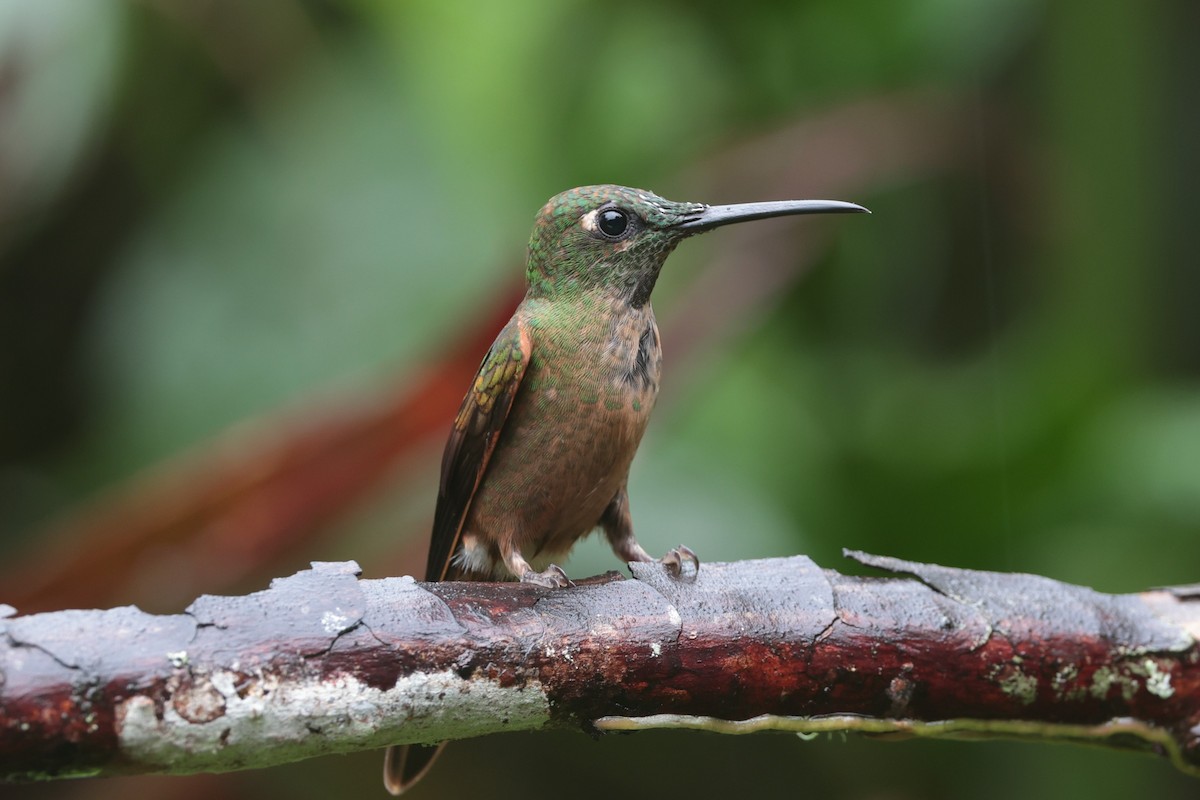 Fawn-breasted Brilliant - ML644017126