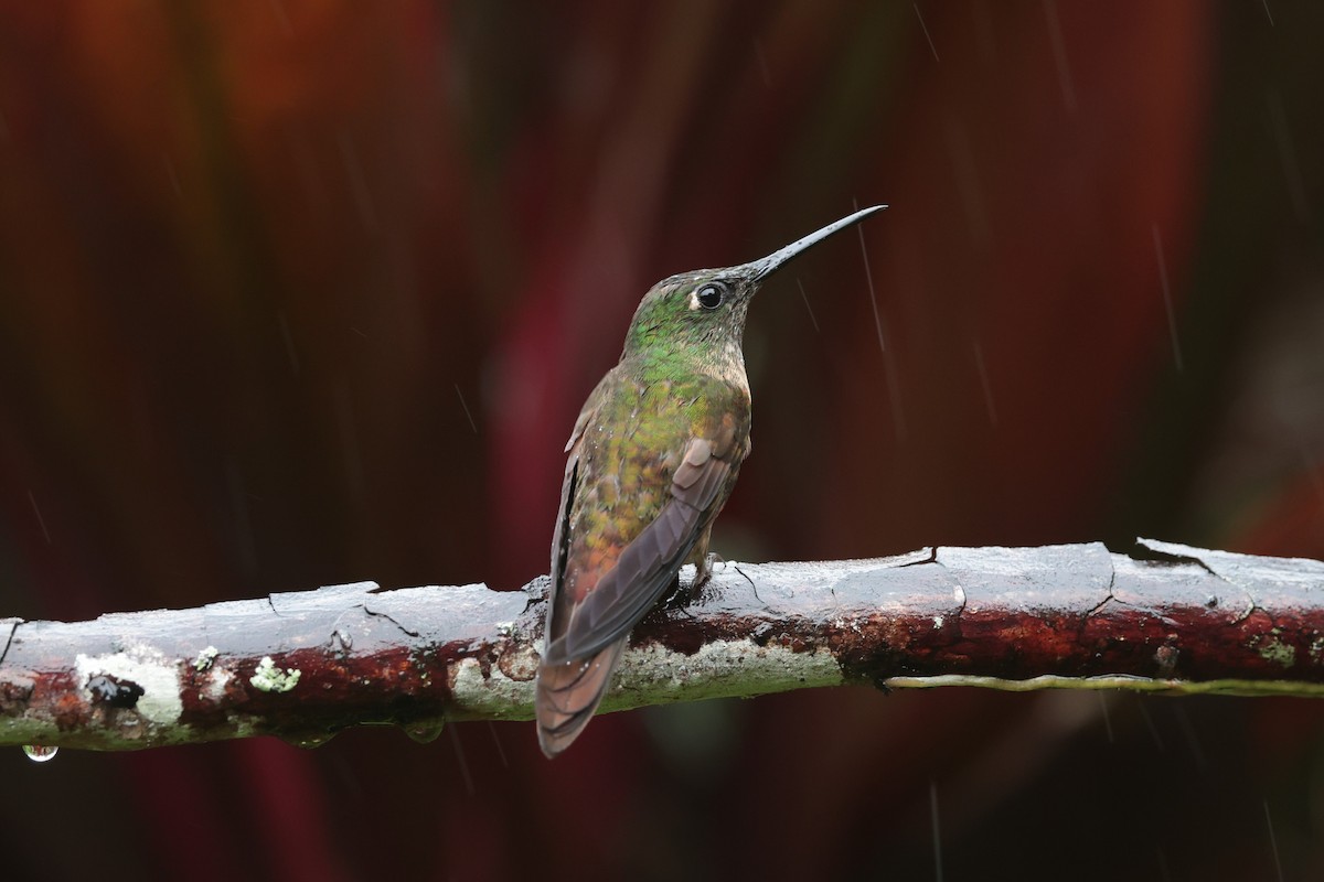 Fawn-breasted Brilliant - ML644017127