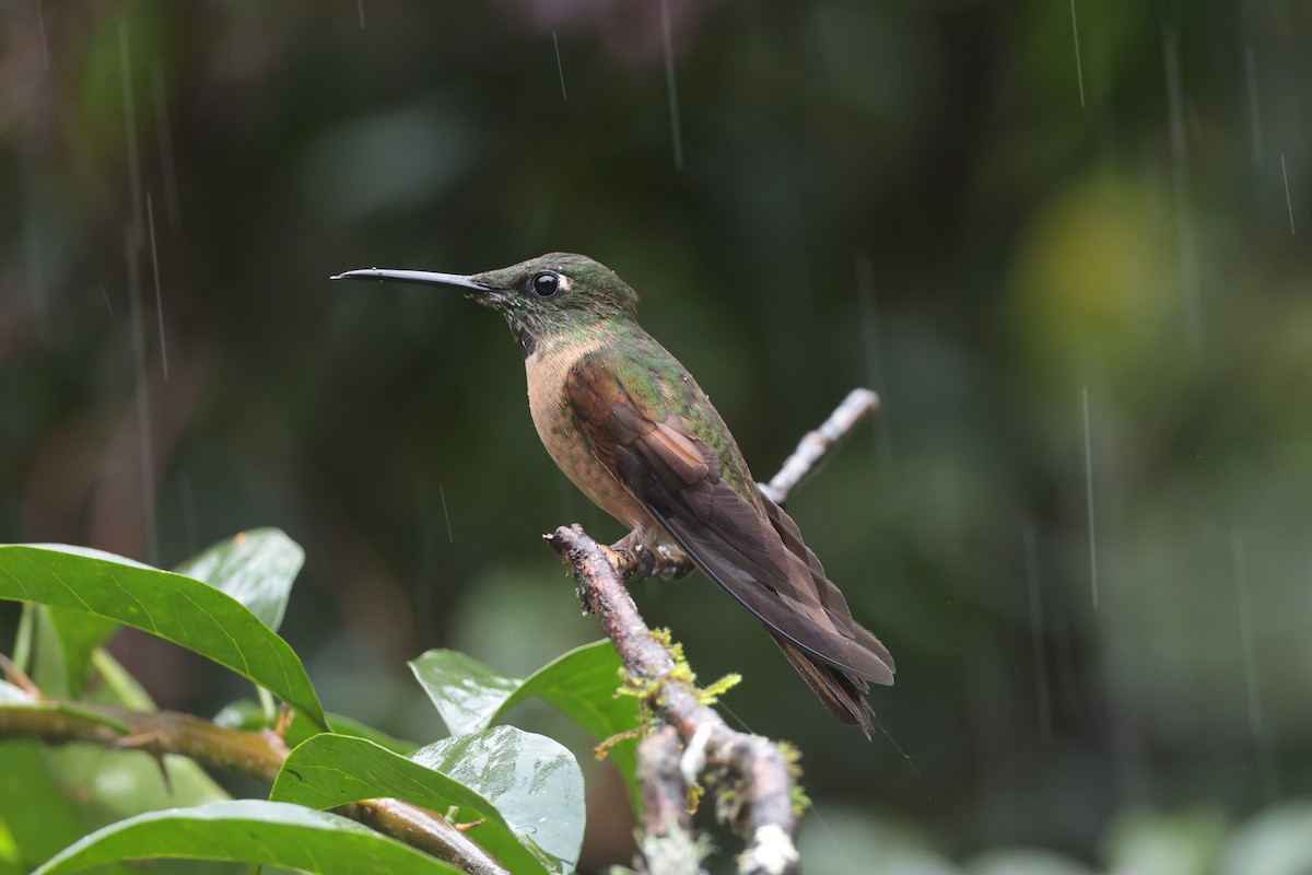 Fawn-breasted Brilliant - ML644017128