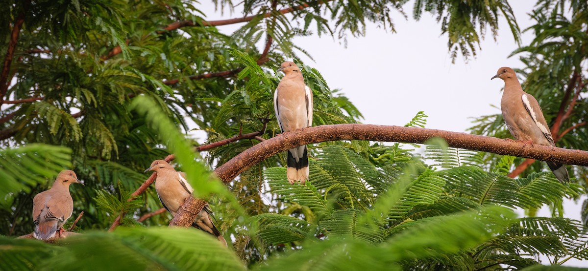 White-winged Dove - ML644017144