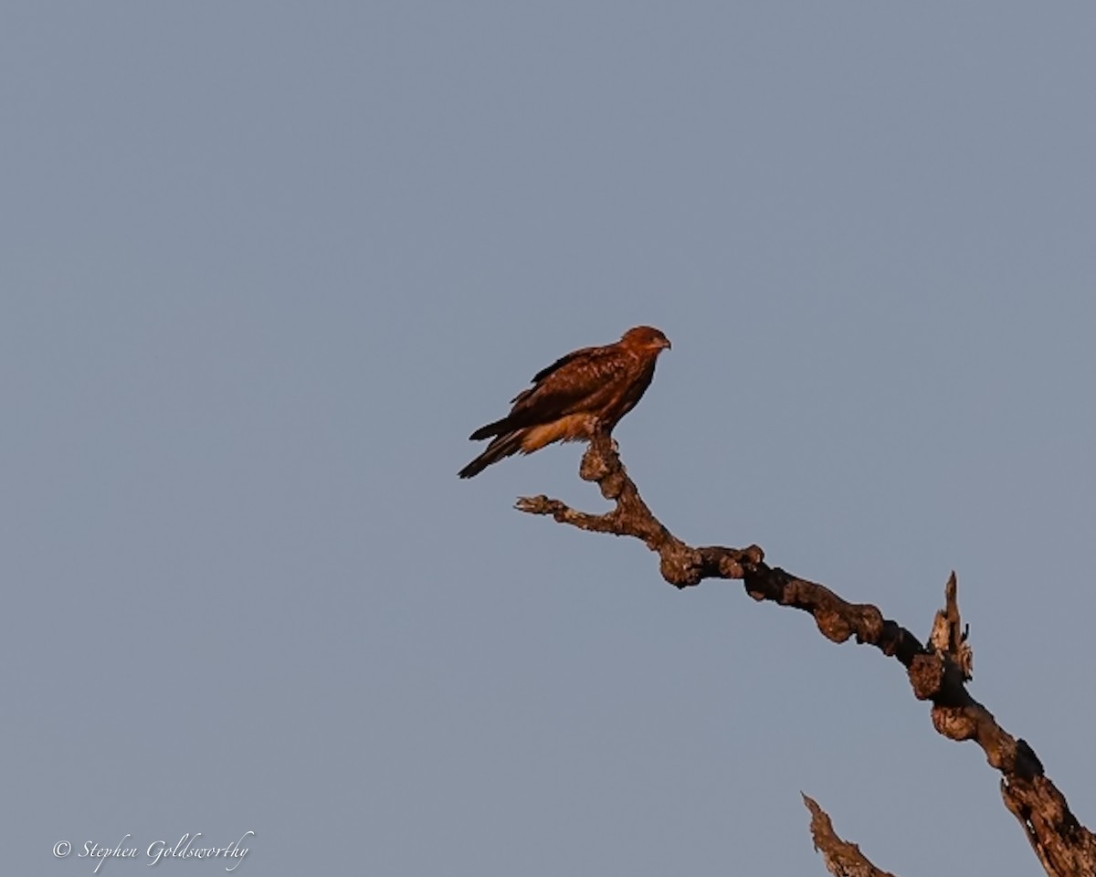 Whistling Kite - ML644017169