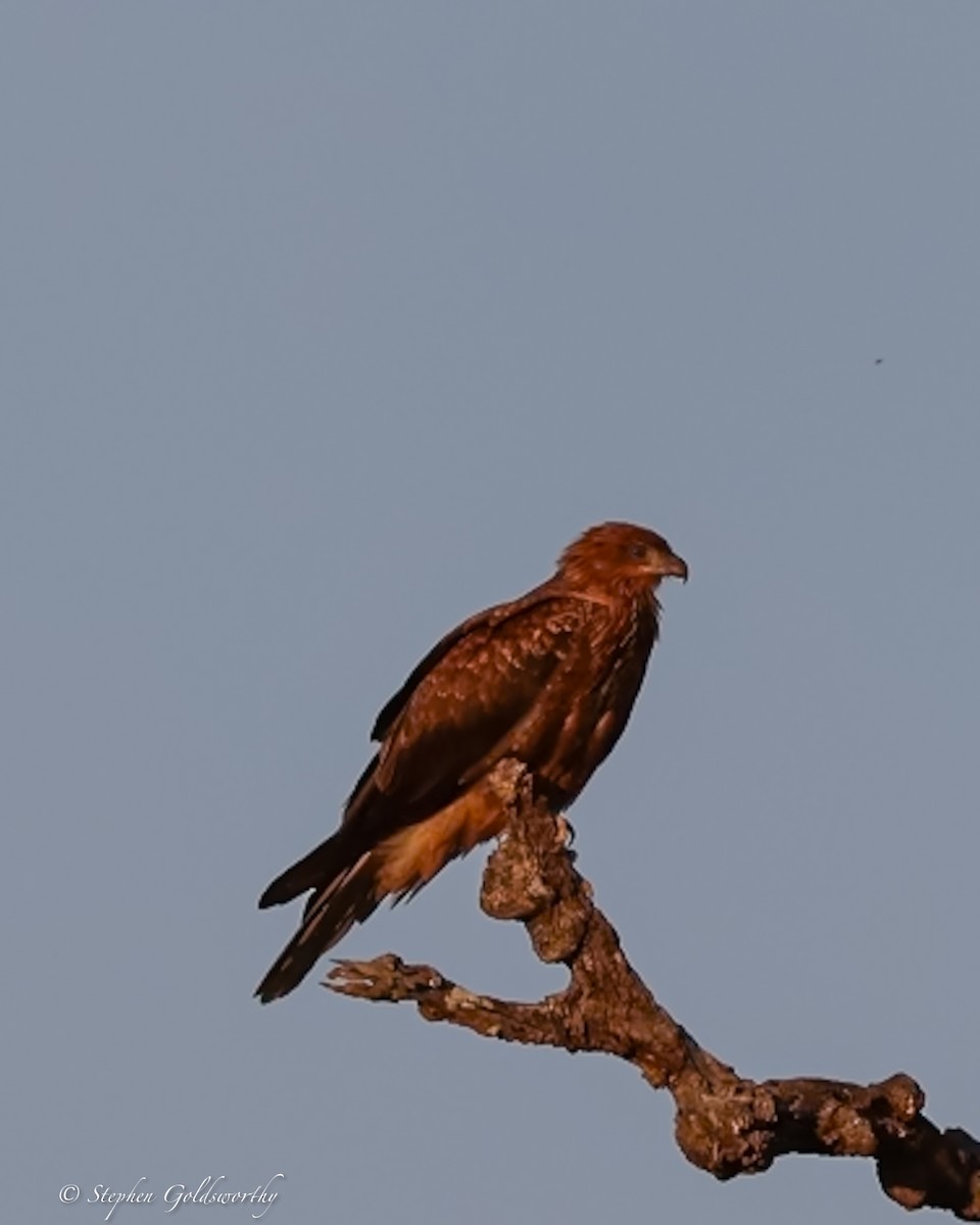 Whistling Kite - ML644017170