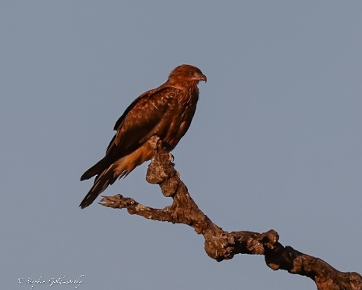 Whistling Kite - ML644017171