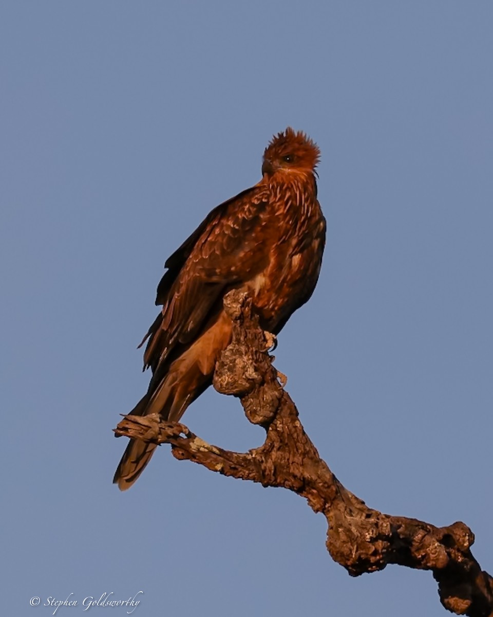 Whistling Kite - ML644017172