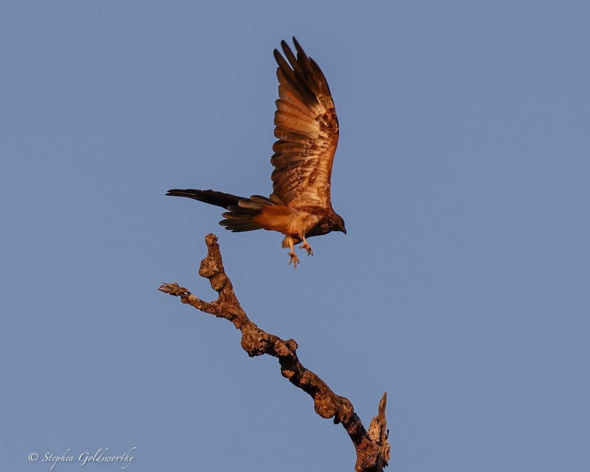 Whistling Kite - ML644017173