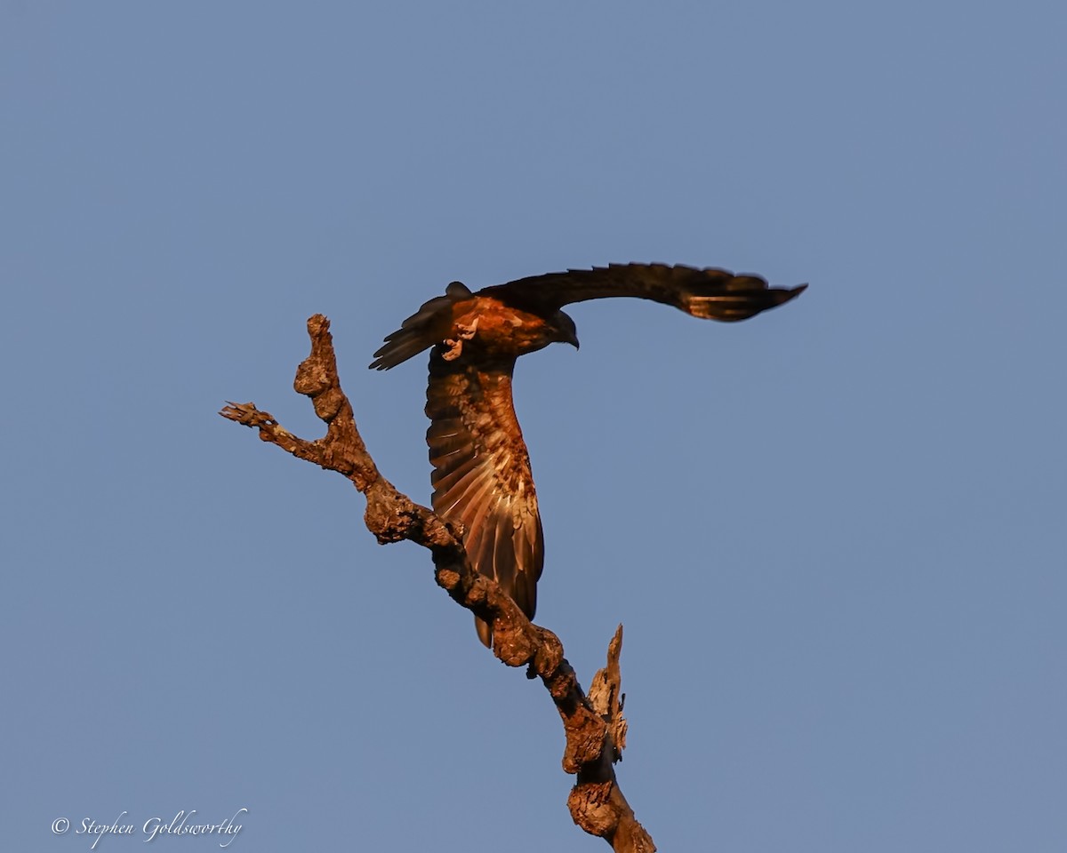 Whistling Kite - ML644017174
