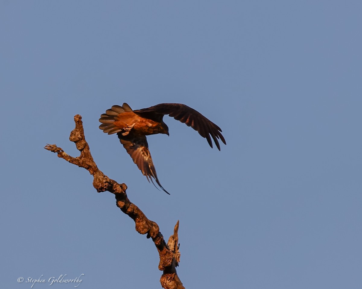 Whistling Kite - ML644017175