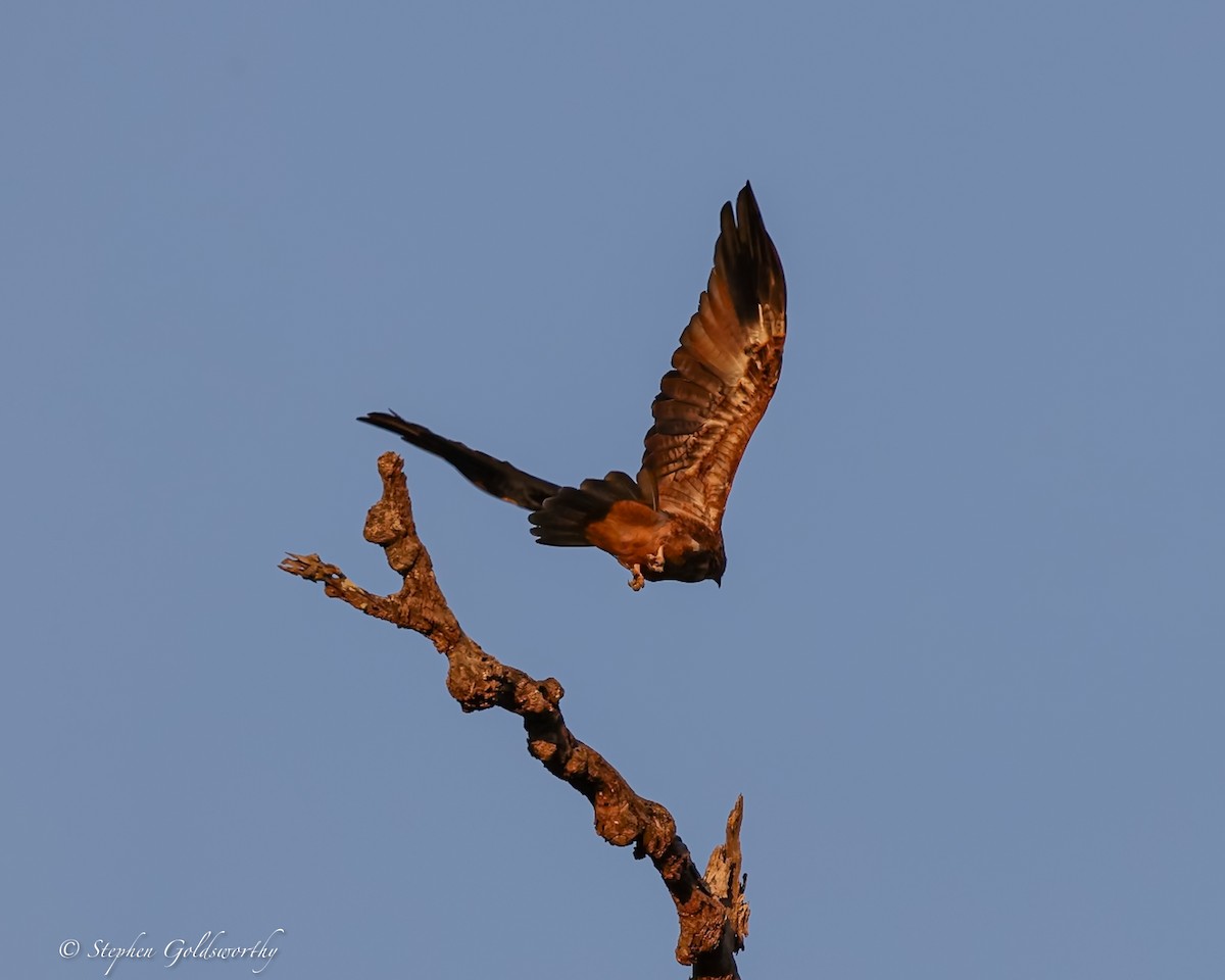 Whistling Kite - ML644017176