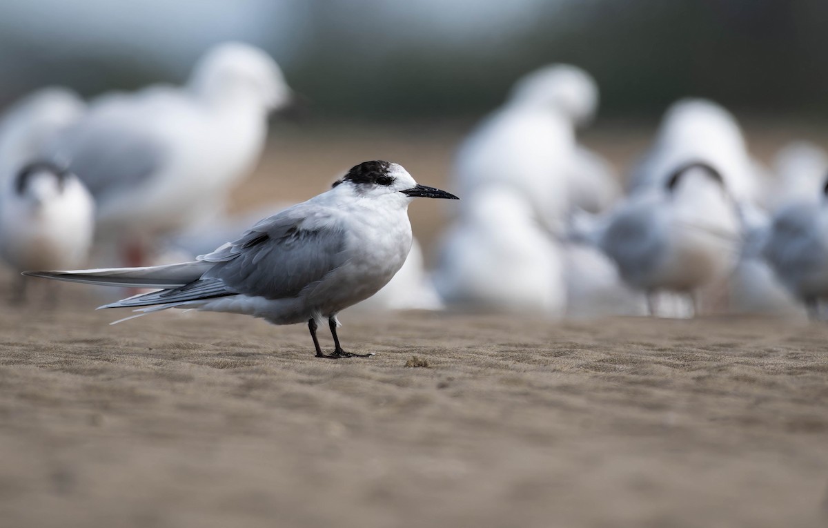 Common Tern - ML644017198