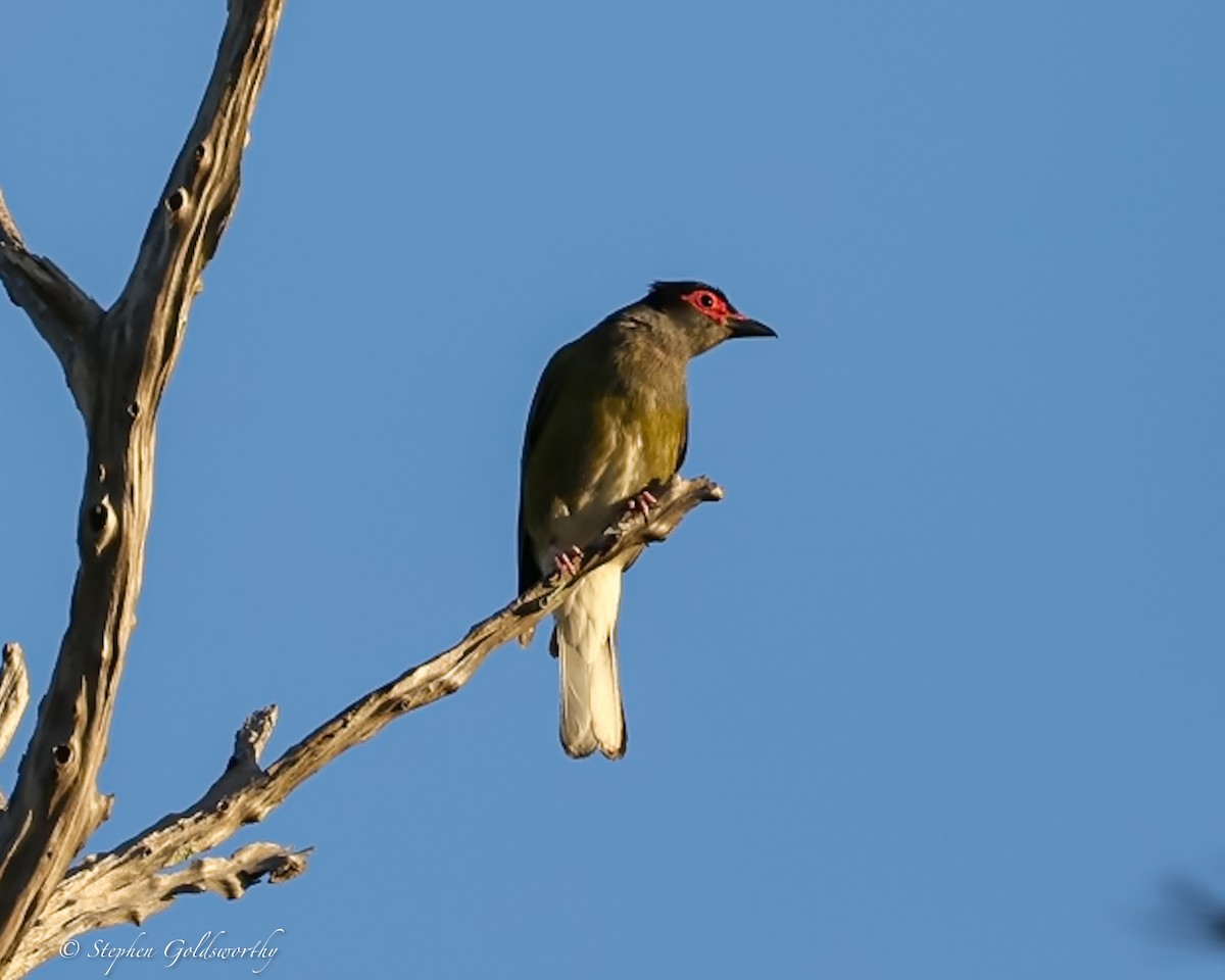 Australasian Figbird - ML644017205