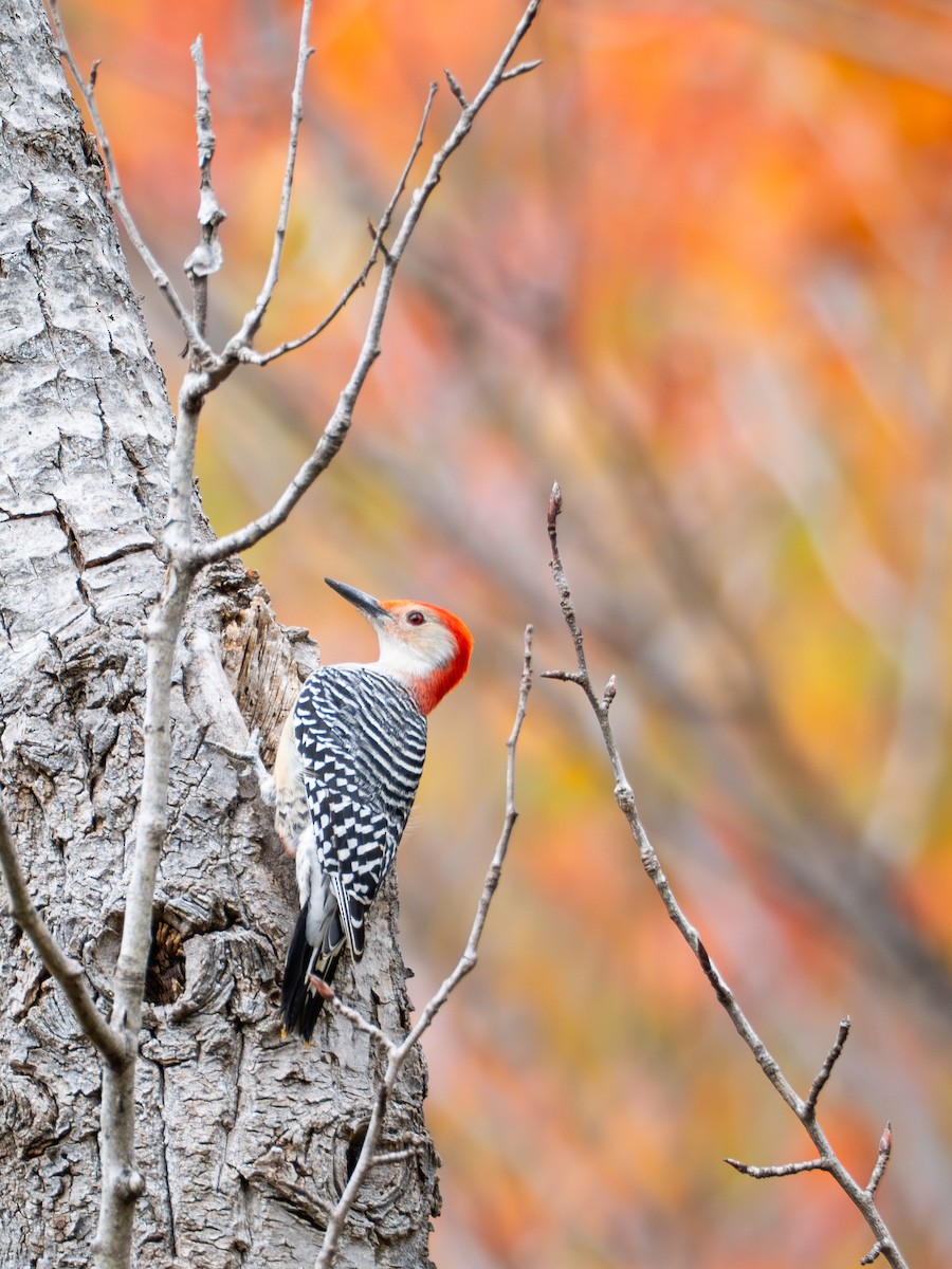Red-bellied Woodpecker - ML644017226
