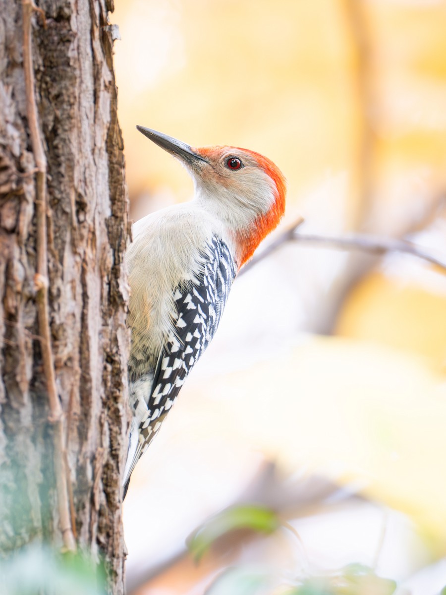 Red-bellied Woodpecker - ML644017227