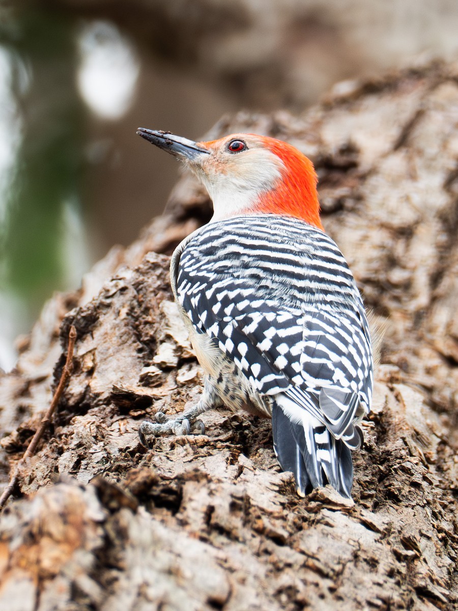 Red-bellied Woodpecker - ML644017228