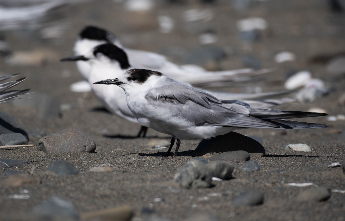 Common Tern - ML644017253