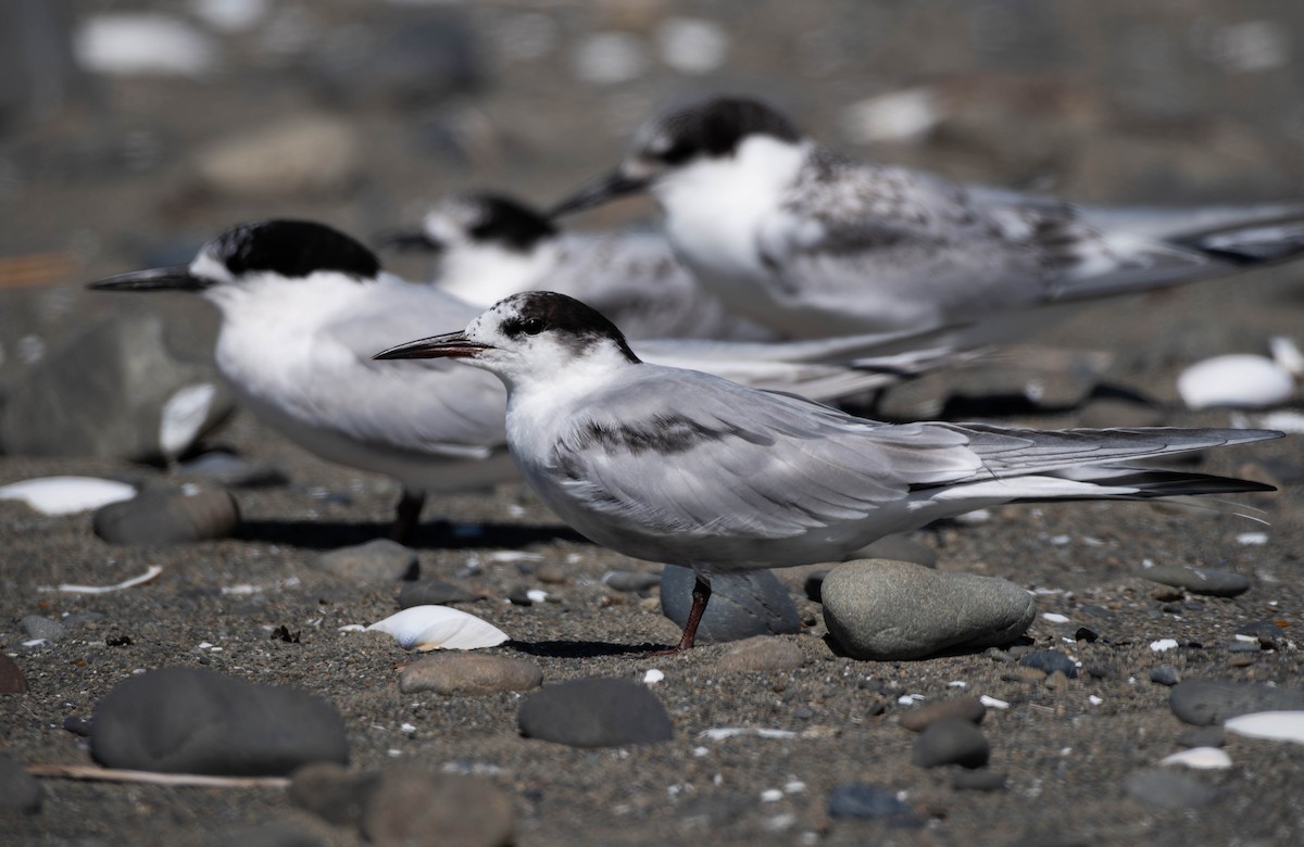 Common Tern - ML644017254