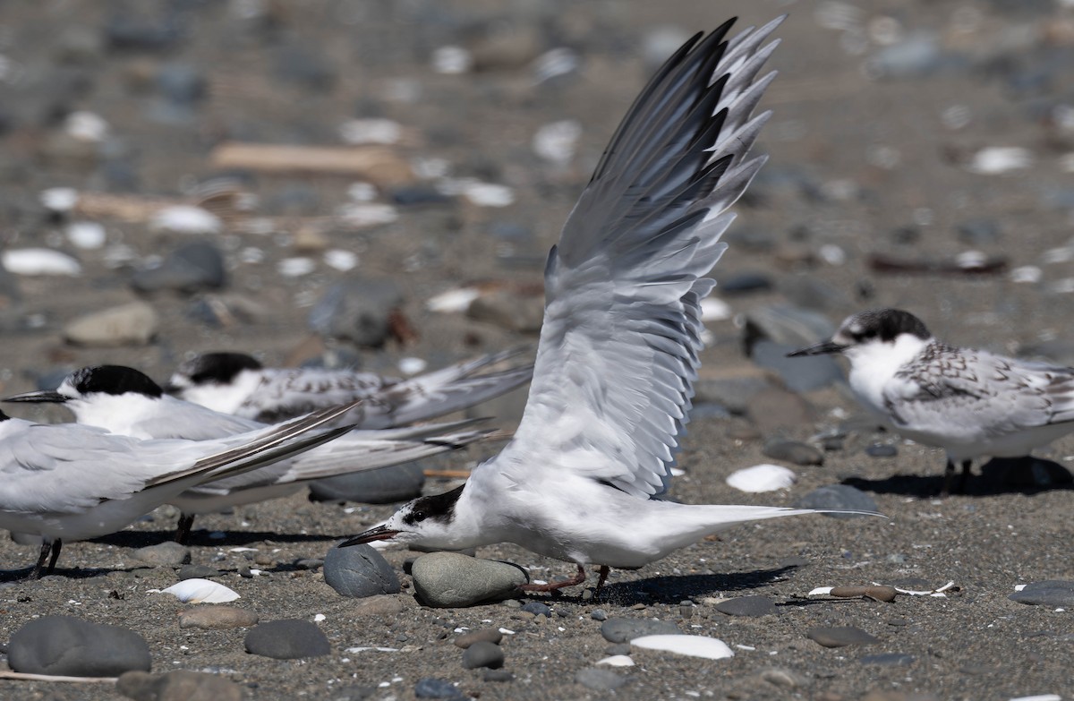 Common Tern - ML644017255