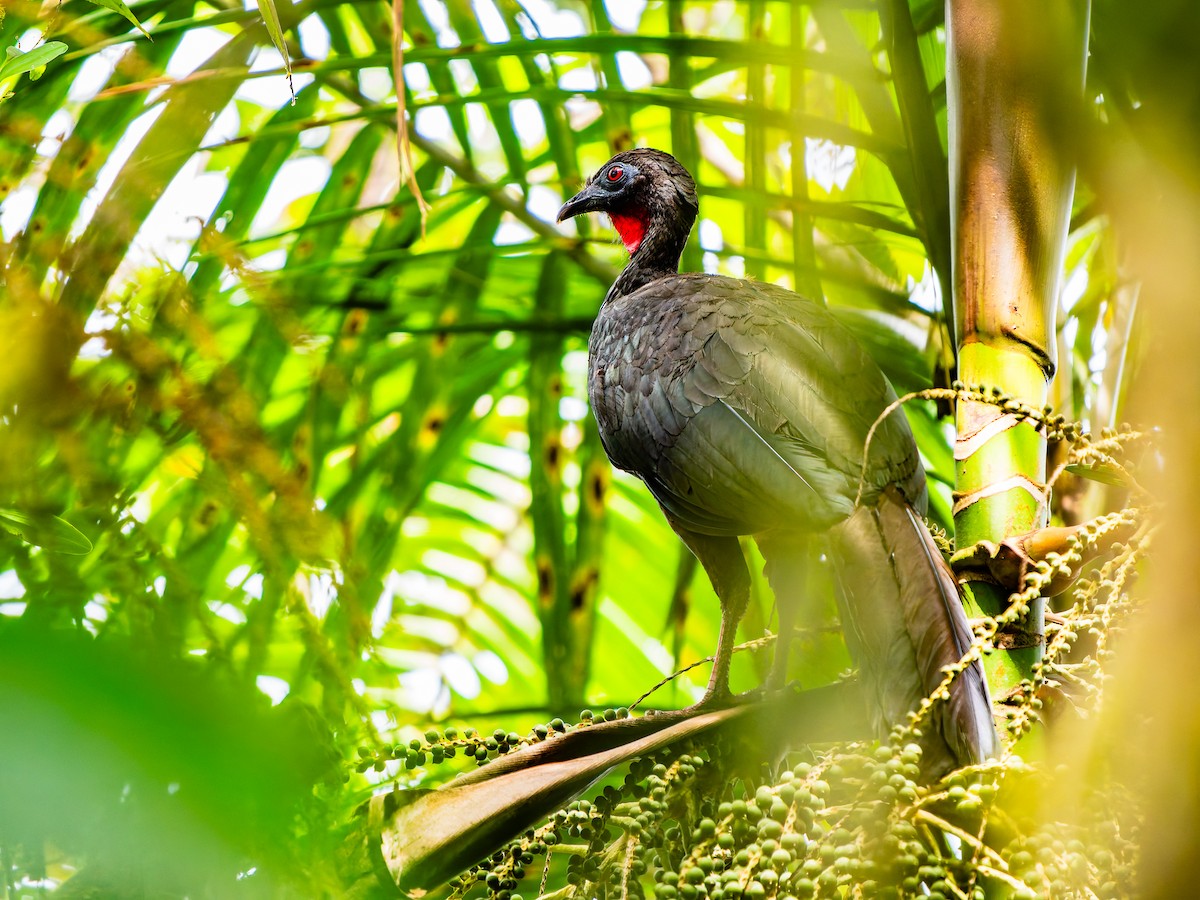 Crested Guan - ML644017260