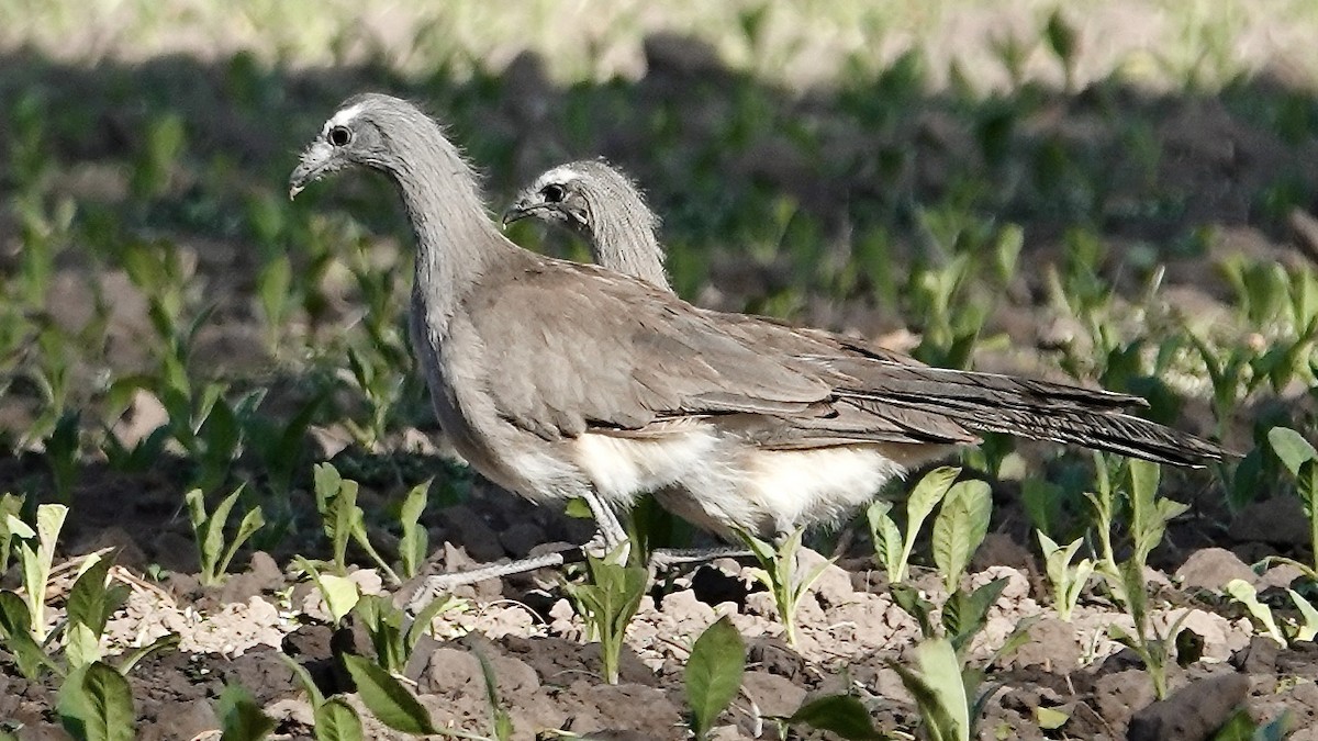 Cariama de Burmeister - ML644017266