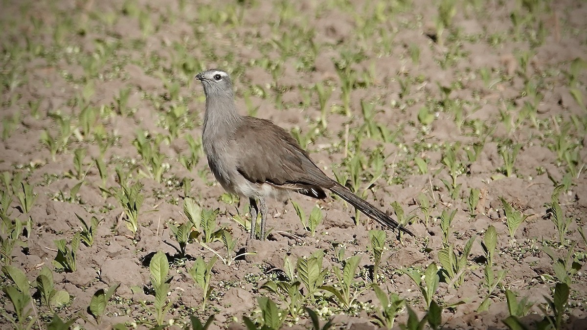 Cariama de Burmeister - ML644017268