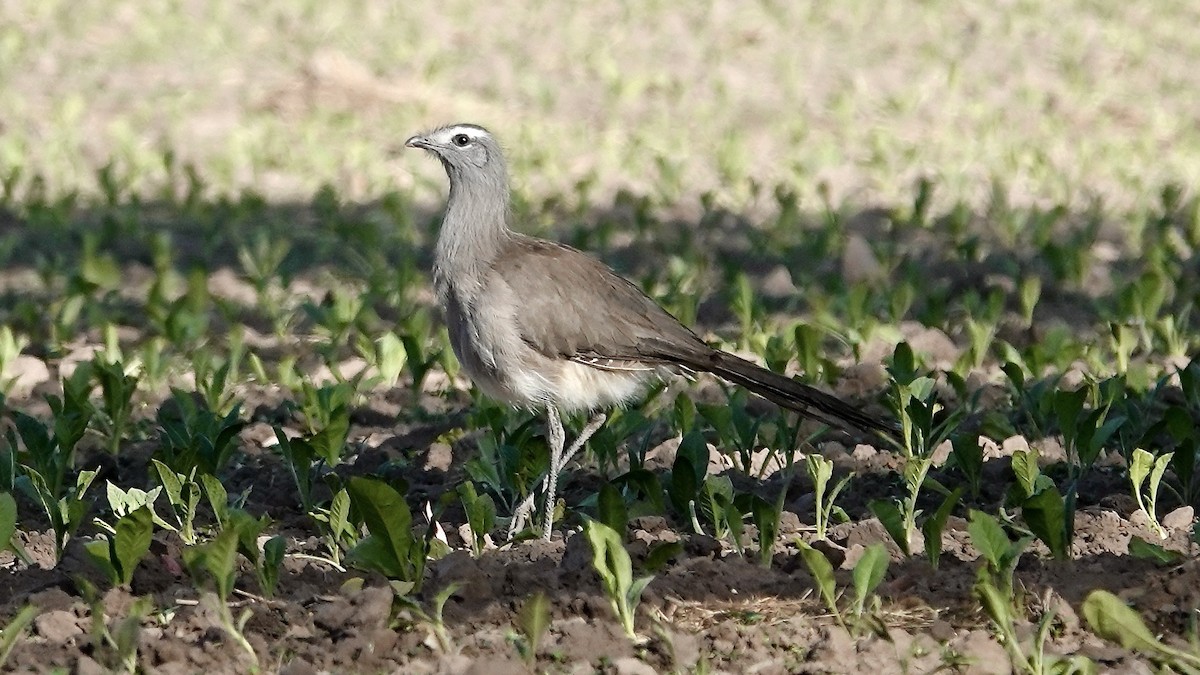Cariama de Burmeister - ML644017270
