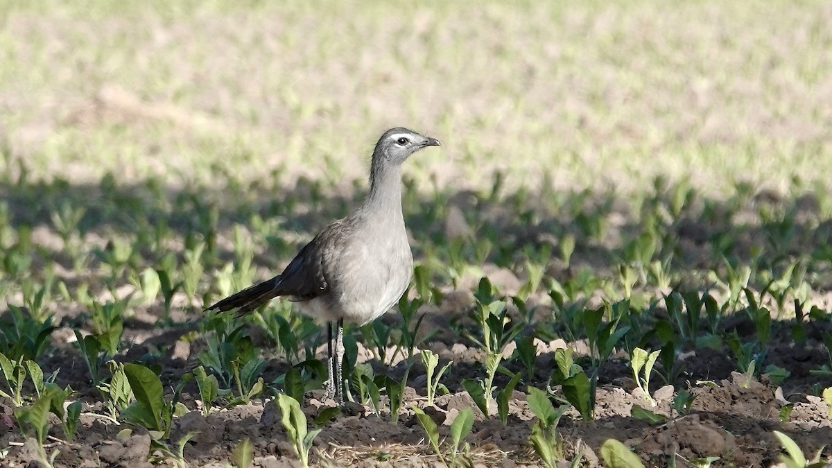 Cariama de Burmeister - ML644017271