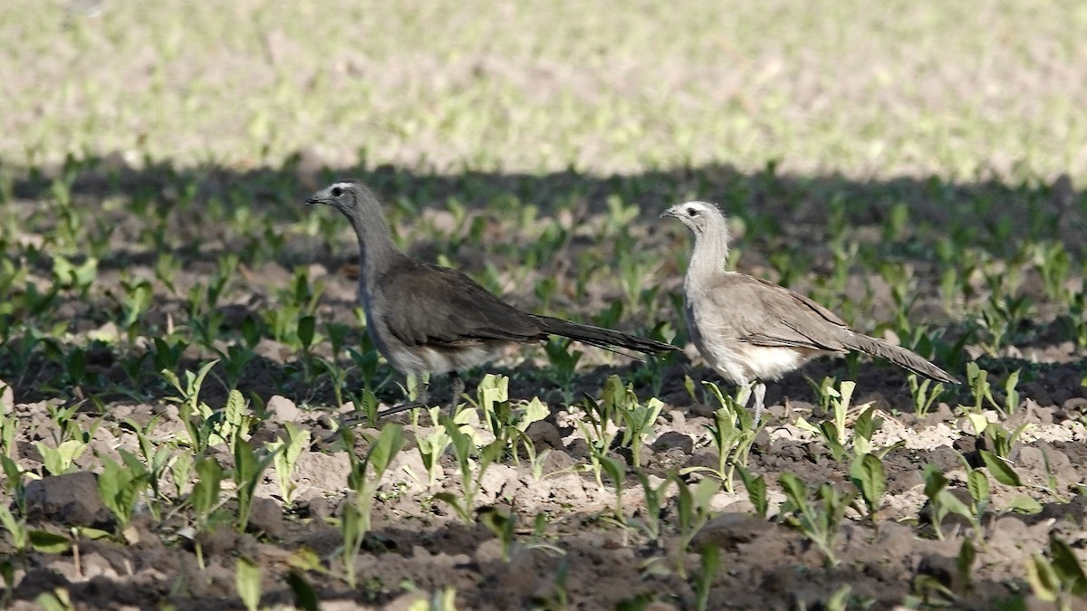 Cariama de Burmeister - ML644017272