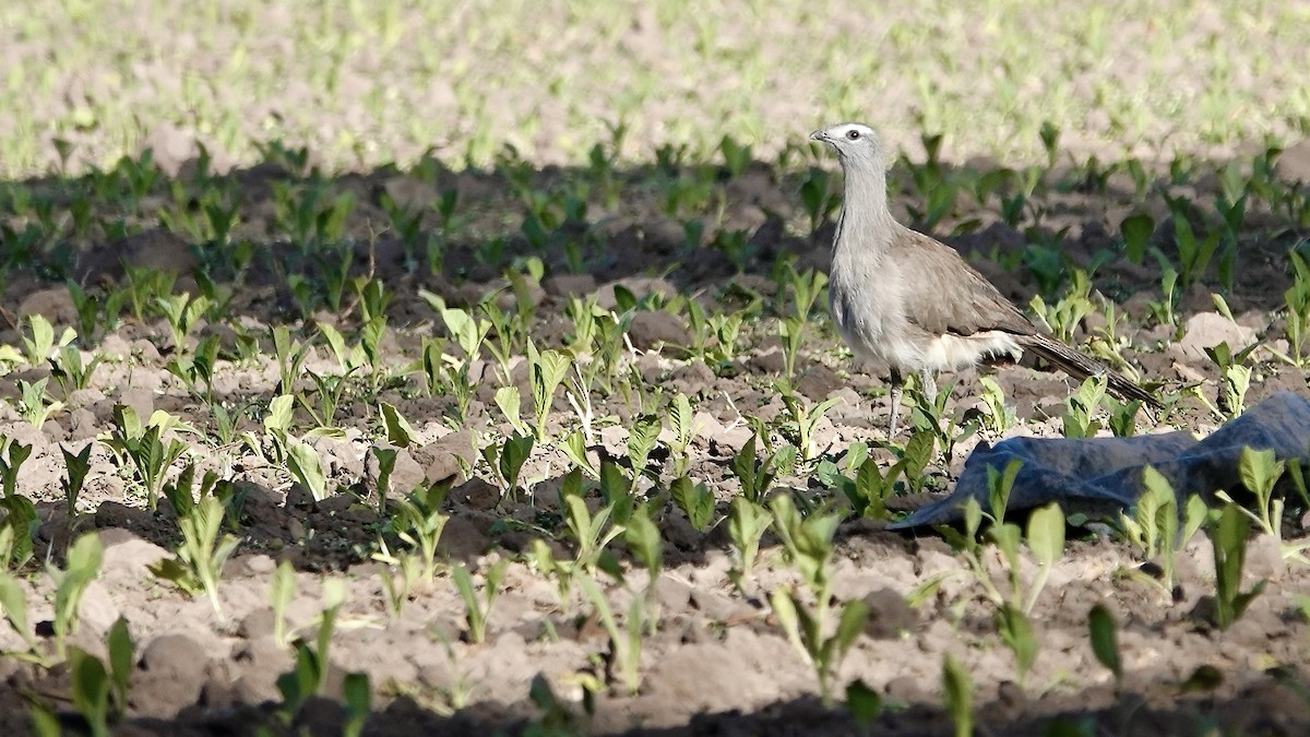 Cariama de Burmeister - ML644017273