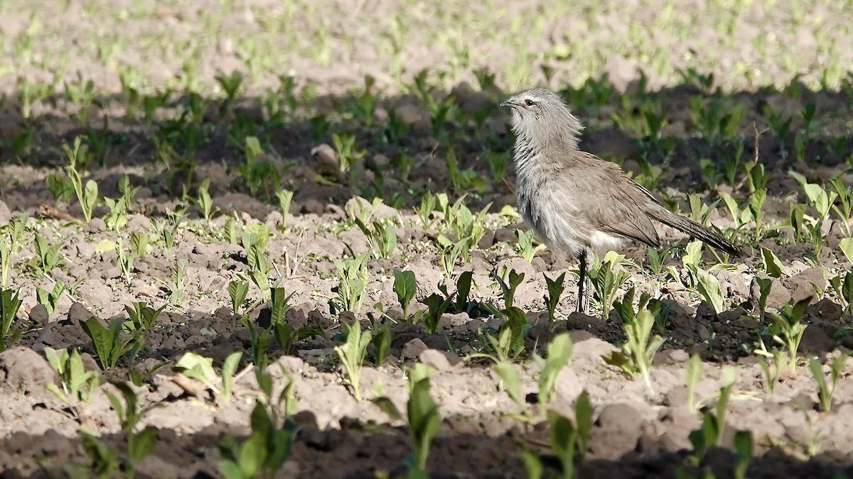 Cariama de Burmeister - ML644017274