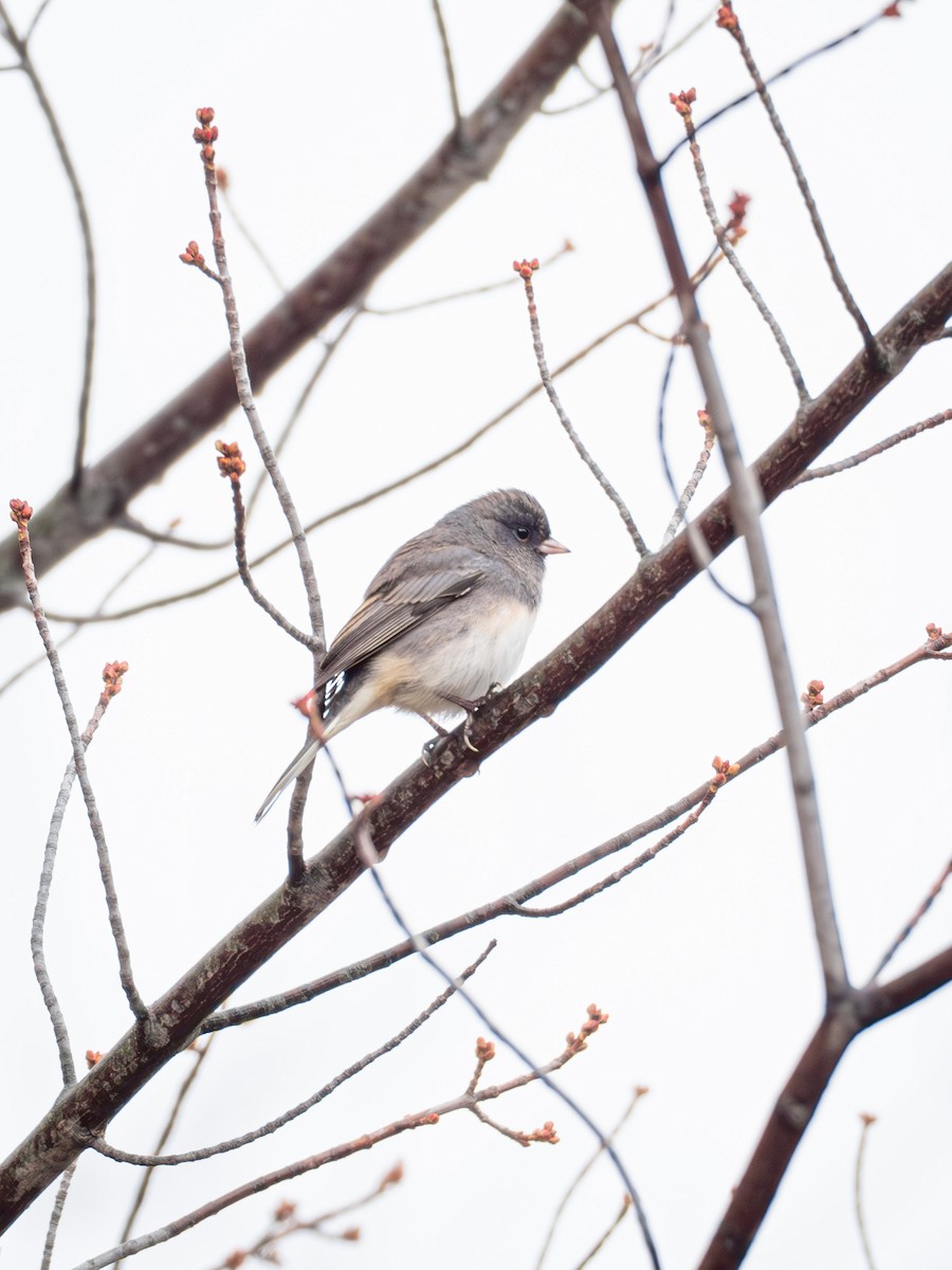 Dark-eyed Junco - ML644017279