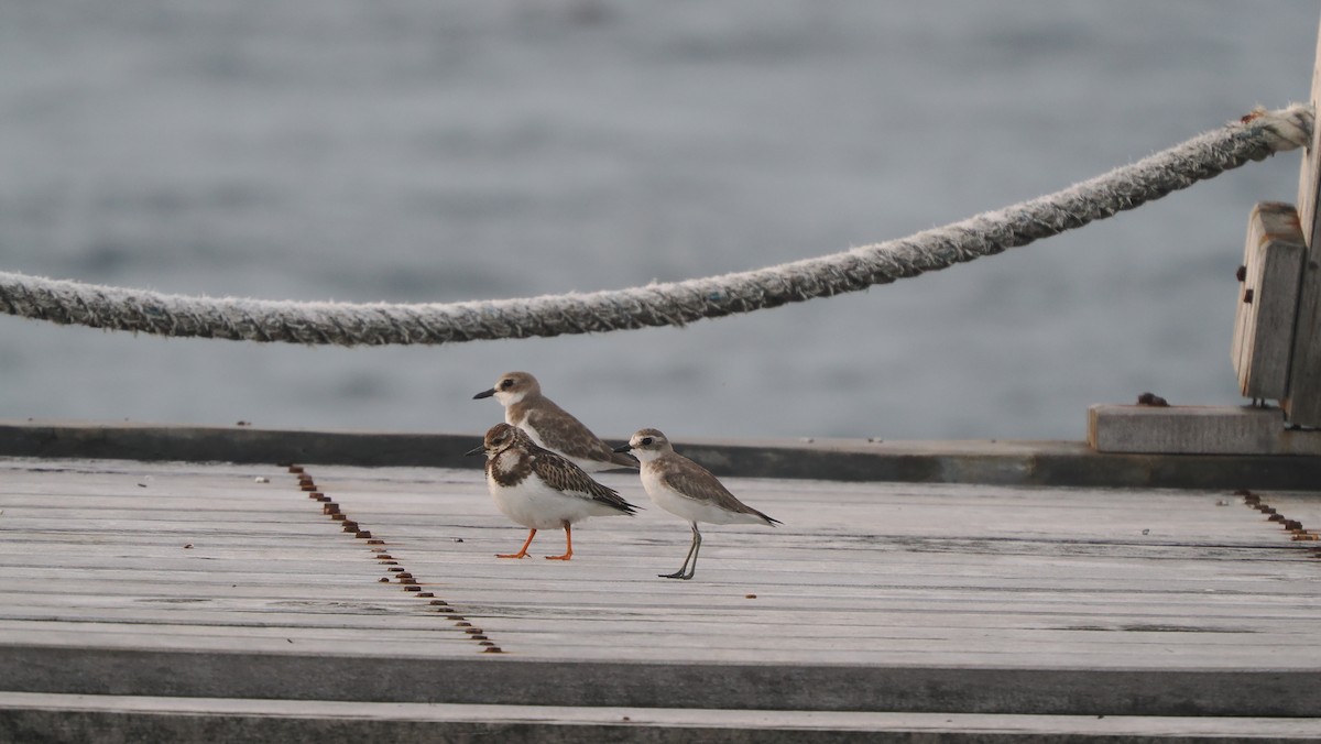 Ruddy Turnstone - ML644017304